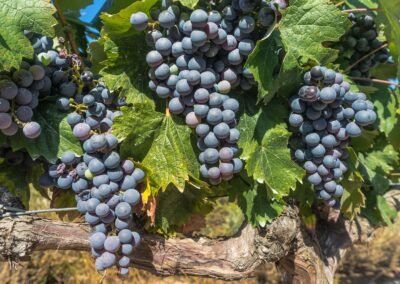 grapes, vine, vineyard