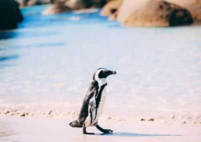 Penguin Standing on White Sand Cape Town - South Africa