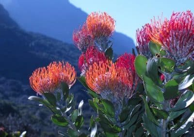 Kirstenbosch Botanical Garden