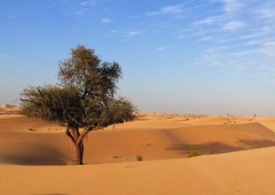 Desert - Abu Dhabi - United Arab Emirates