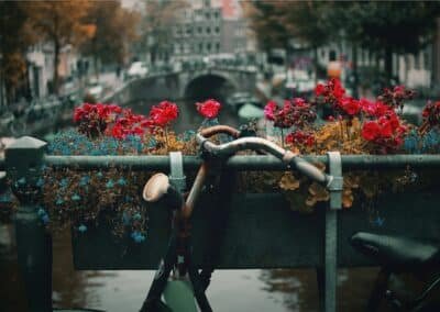 Amsterdam red and blue flowers